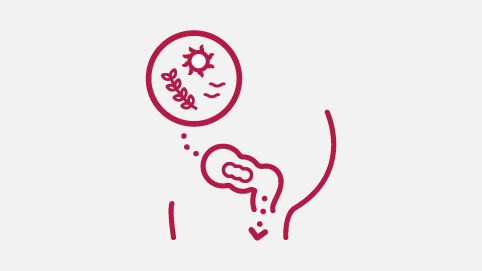 Kellogg’s Fibre and Digestion Process - Rectum Infographic
