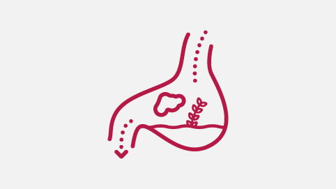 Kellogg’s Fibre and Digestion Process - Stomach Infographic
