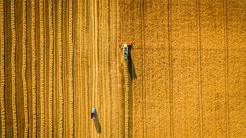 grains-of-the-world-in-article